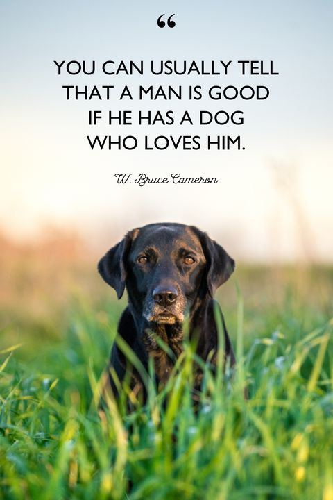 W. Bruce Cameron dog quotes