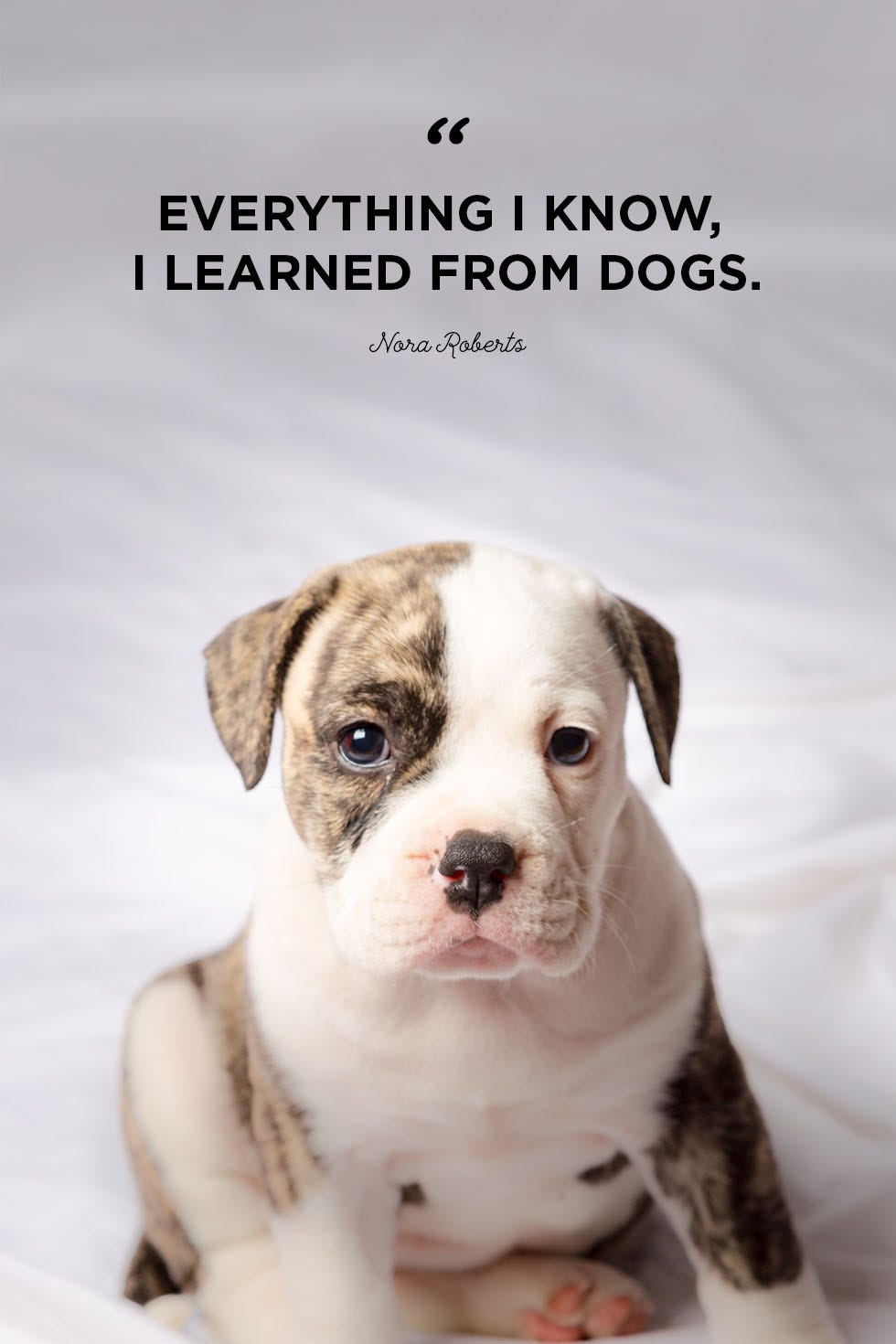 a good sentence for dogs