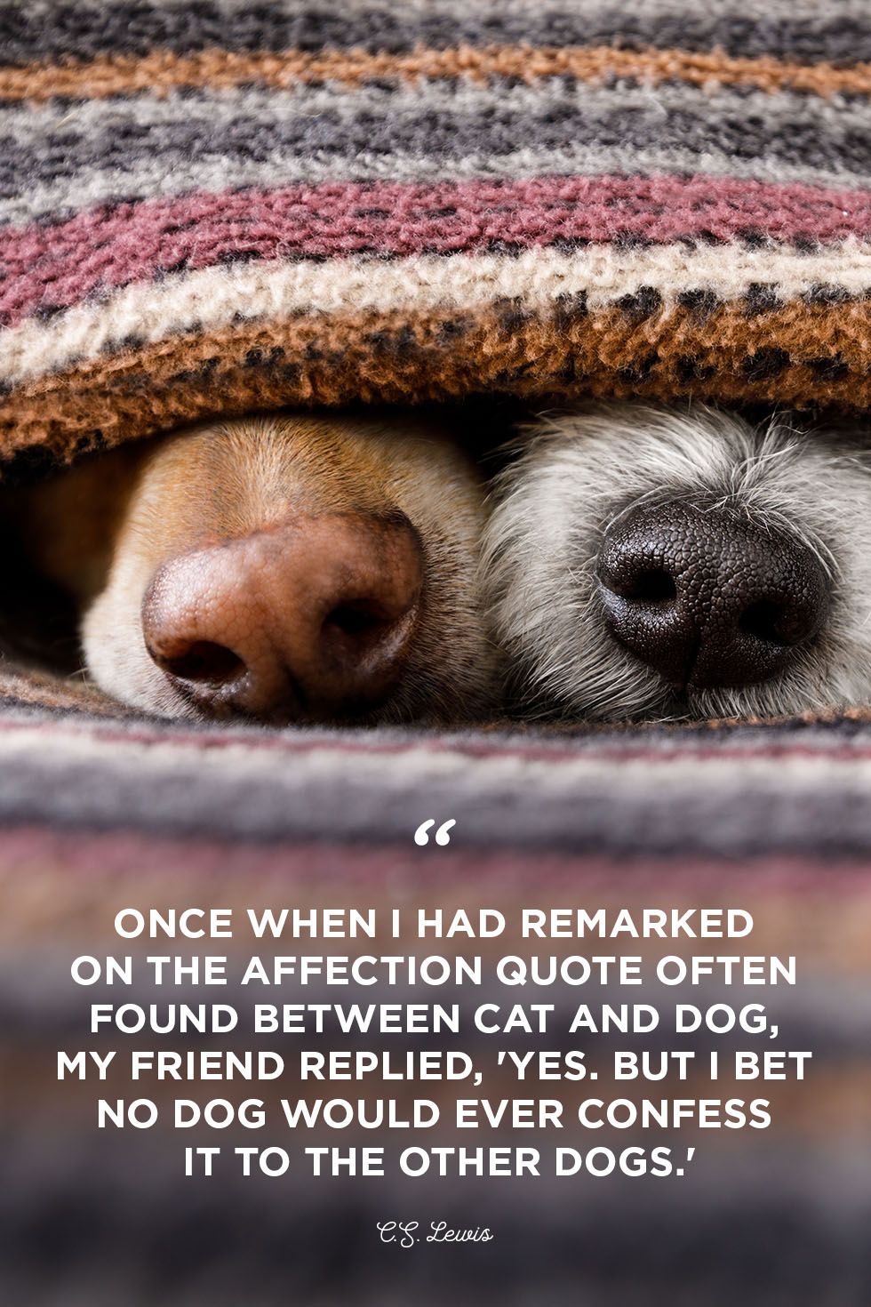 40 Best Dog Quotes Cute Sweet Quotes About Dogs