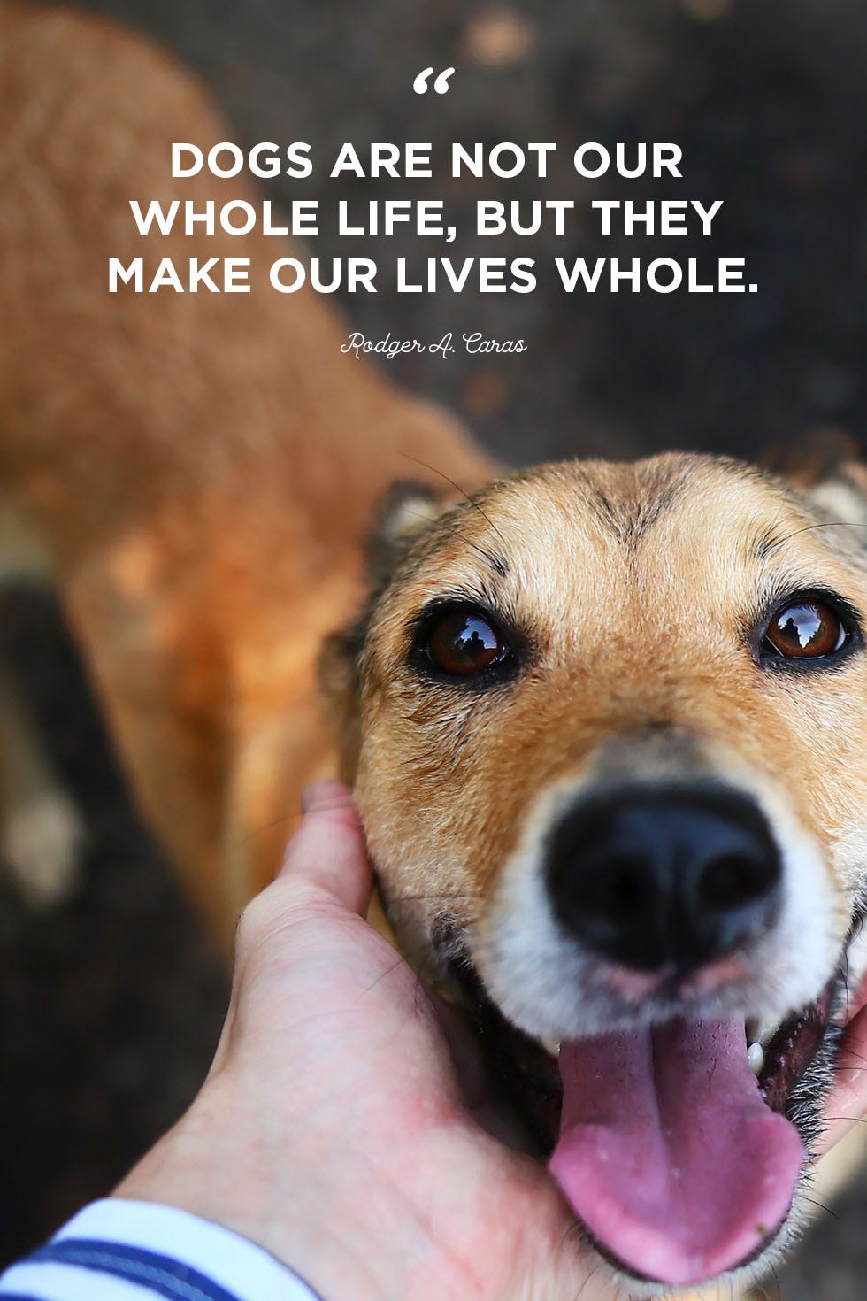 Dog Appreciation Thread Page 81