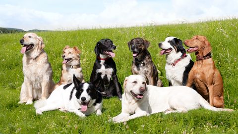 acht verschillende hondenrassen op een grasveld