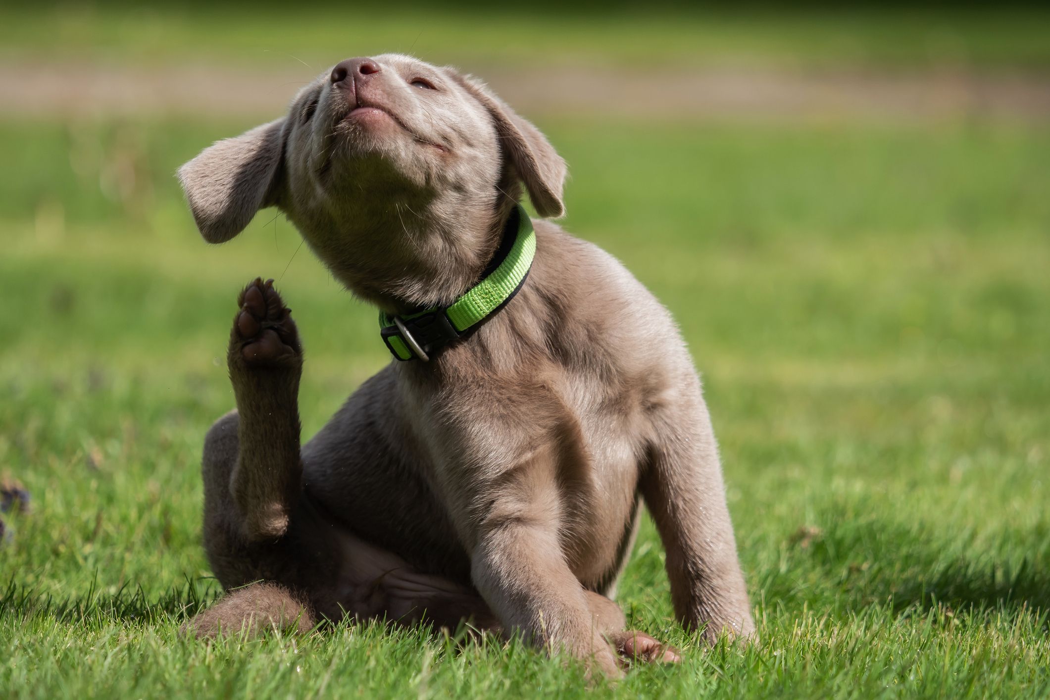 mite treatment for dogs