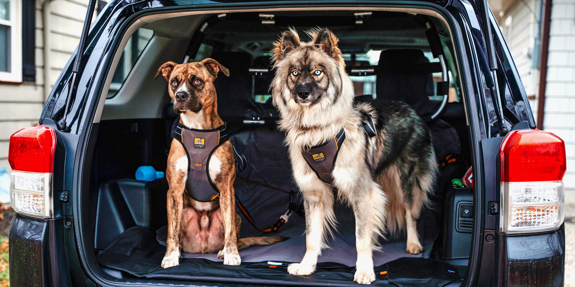 6 Best Dog Seat Belts for 2020 - Dog 