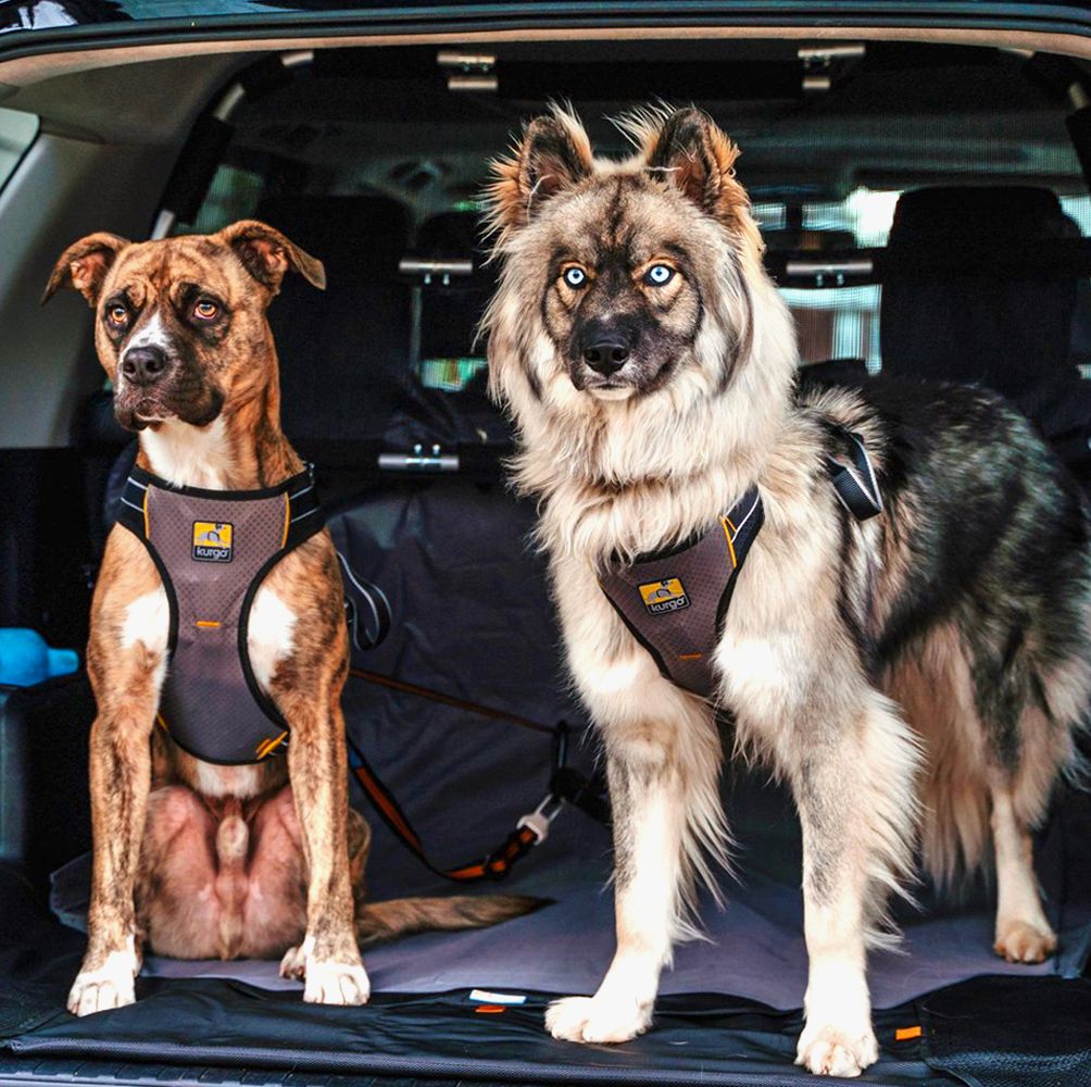 are dog car harnesses safe