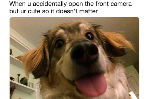 28 Funniest Dog Memes Best Viral Dog Jokes And Pictures