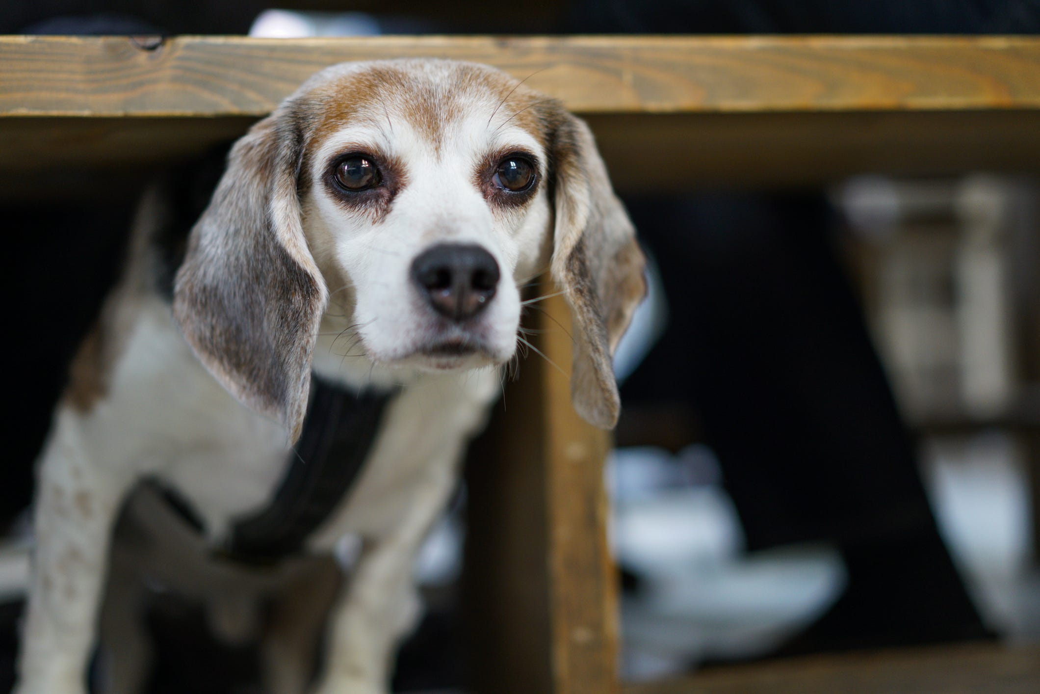 what does it mean when your dog keeps shaking his head