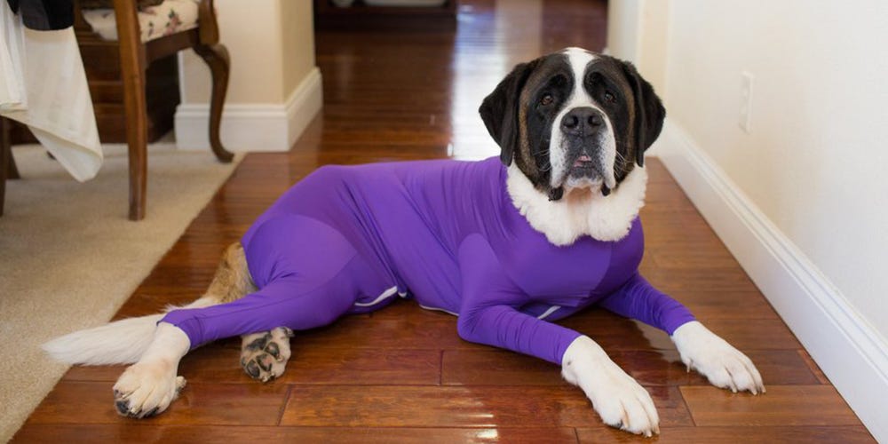 This Dog Onesie Keeps Your Pup From Shedding All Over Your House