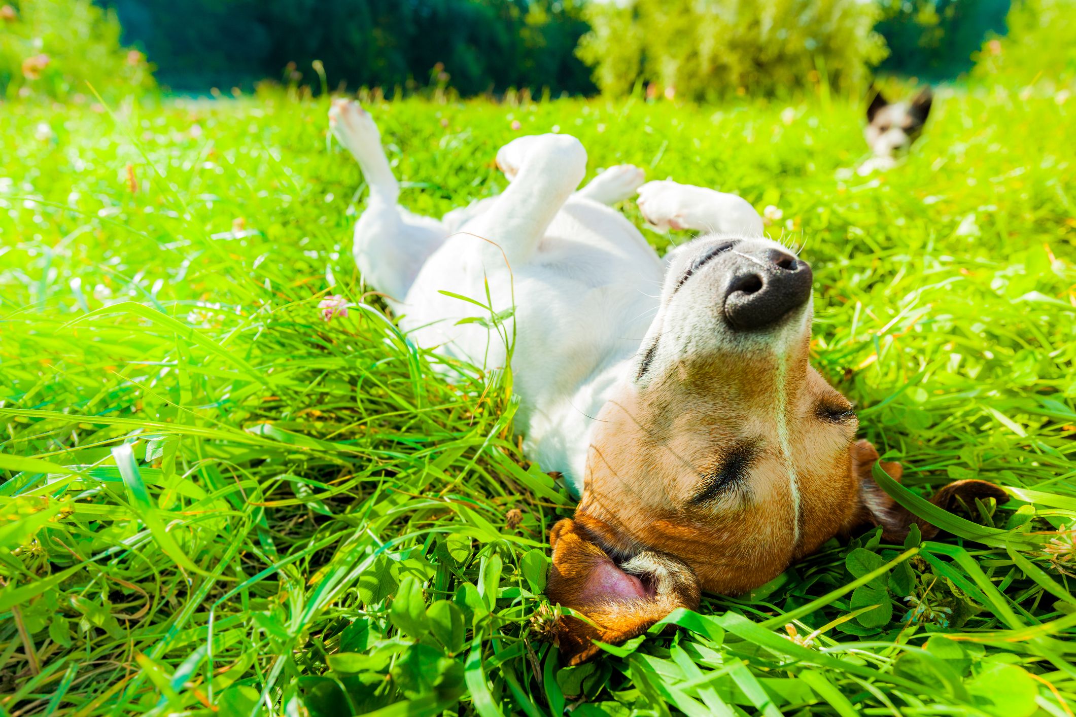 best sunscreen for white dogs