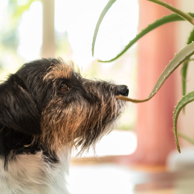 8 Common Plants That Can Be Deadly For Pets Plants Toxic For