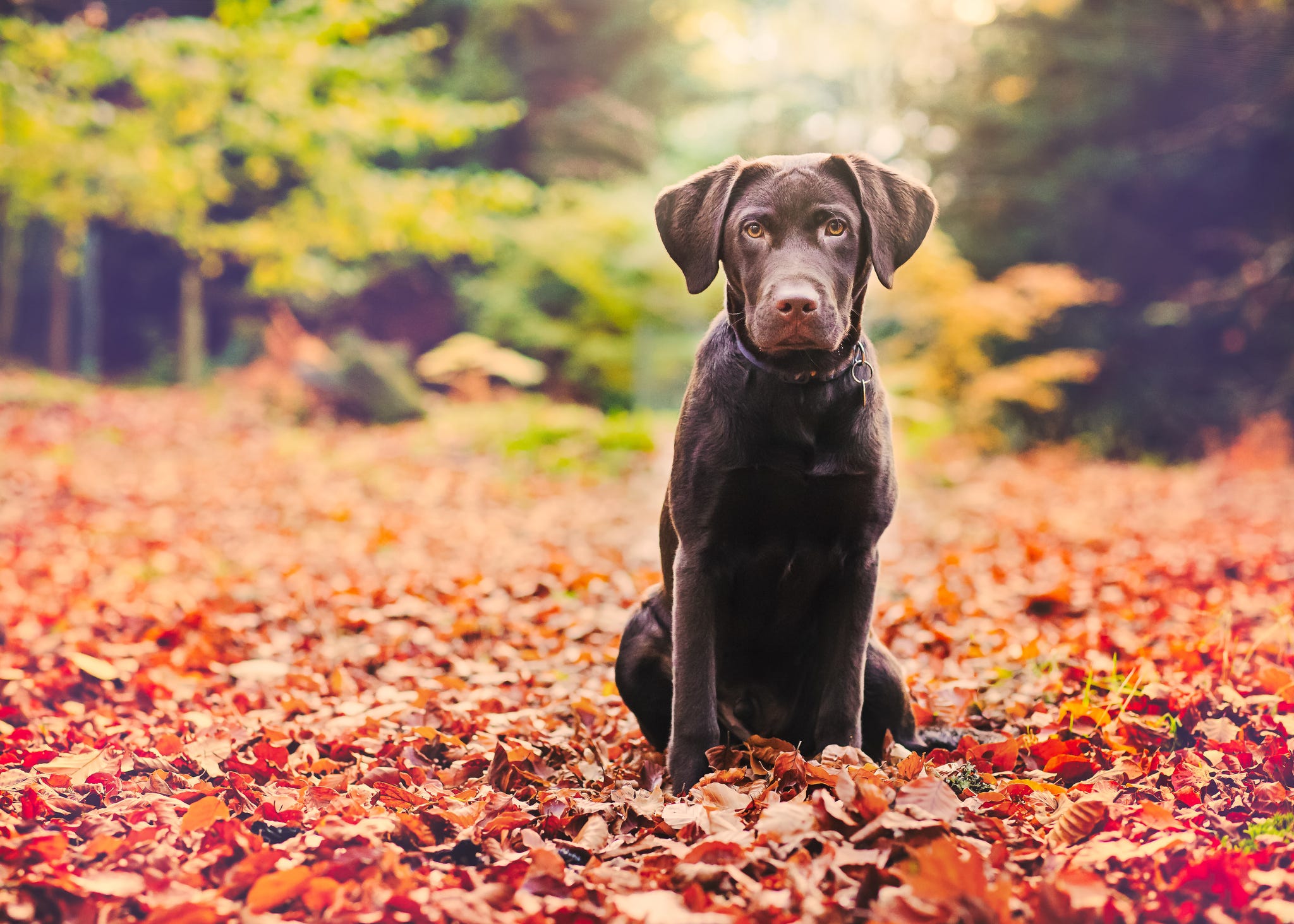 what to do if you find an abandoned dog