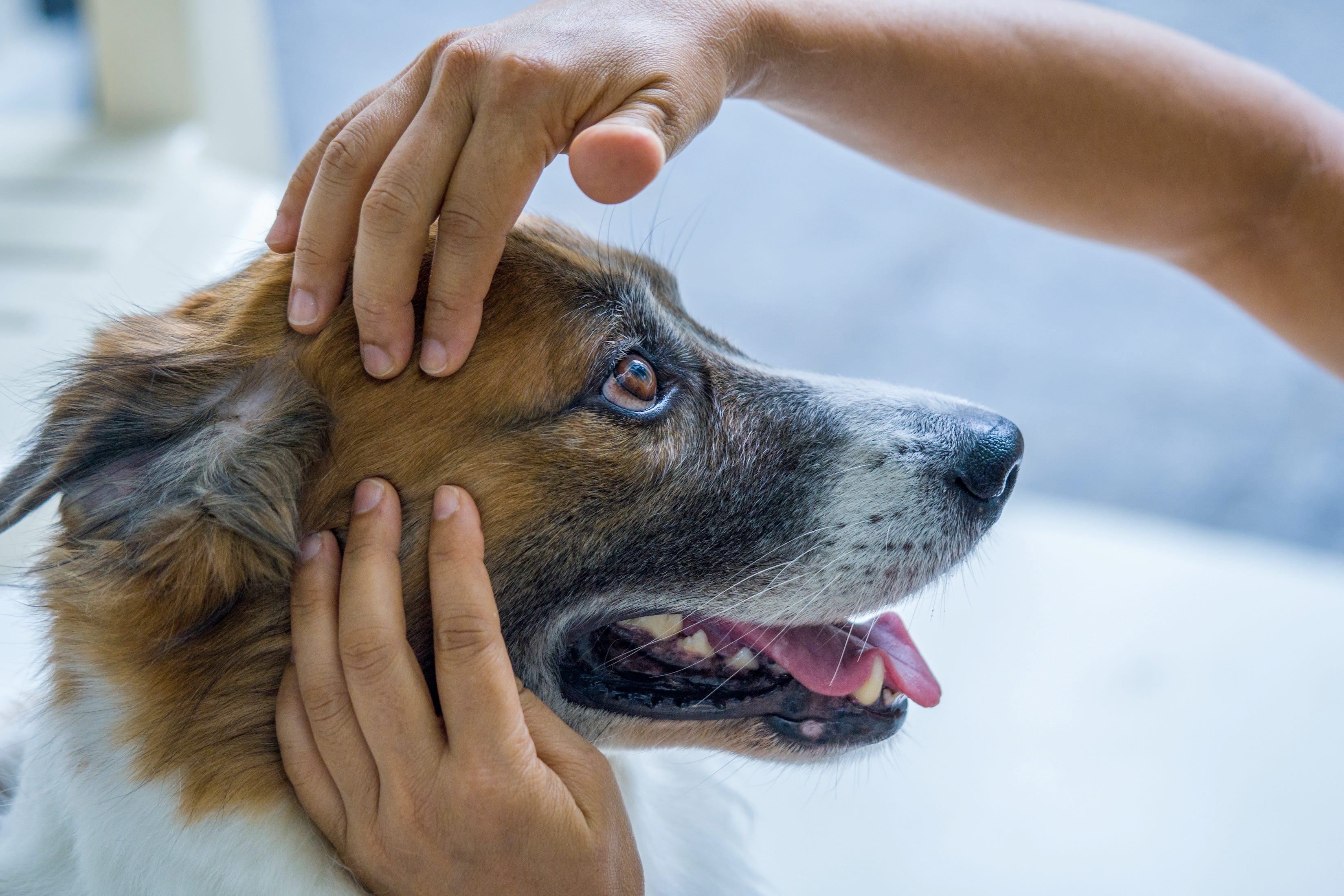 do dogs get skin tags