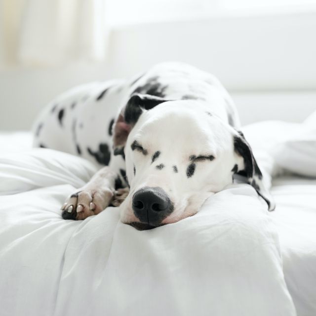 Why You Actually Should not Share a Mattress With Your Canine Throughout Winter