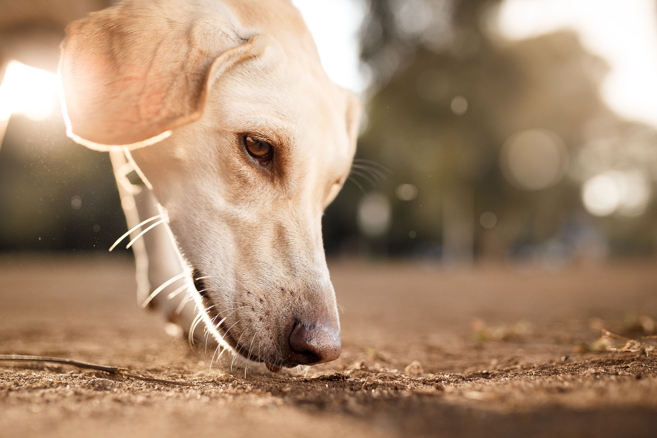 Dog study. Собака нюхает. Нюх собаки. Обоняние собаки. Собака принюхивается.