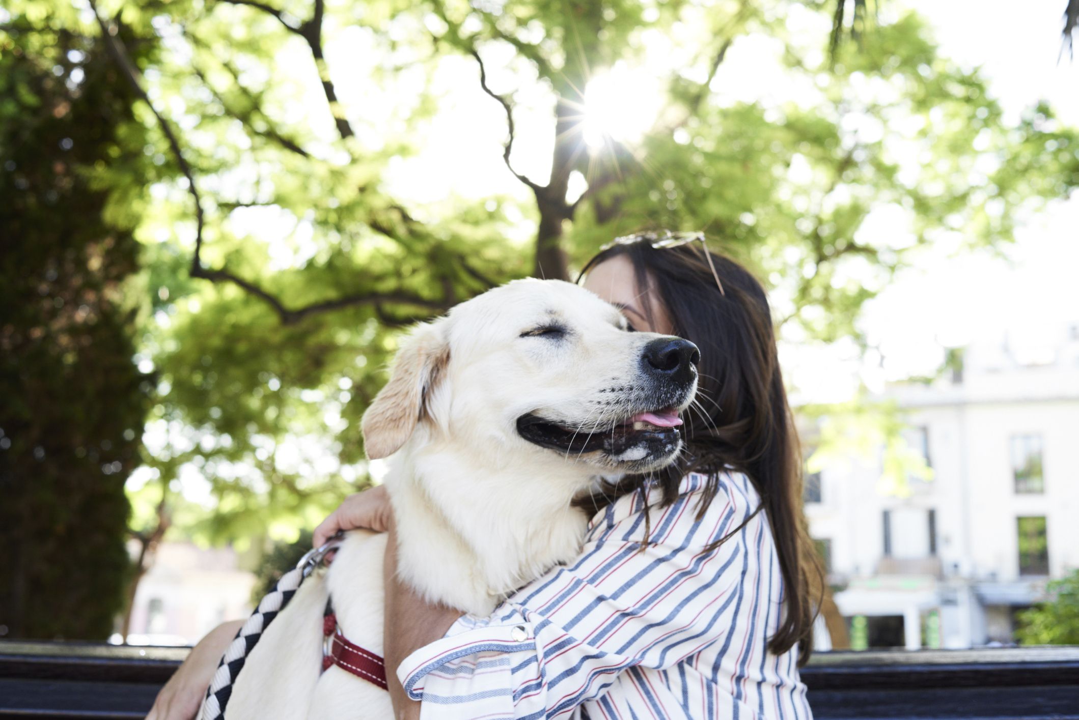 do dogs sense human emotions