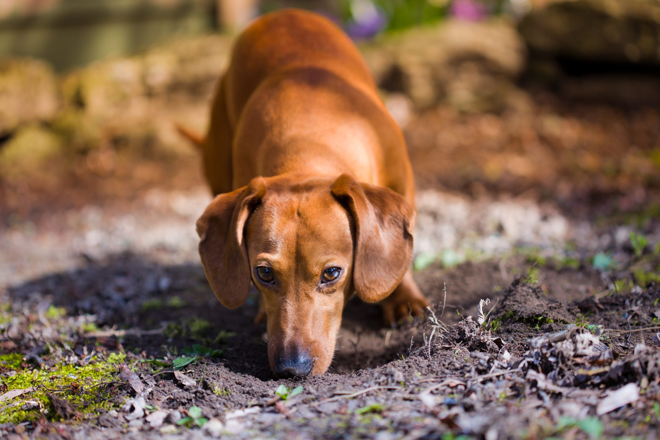 why puppy eat their own poop