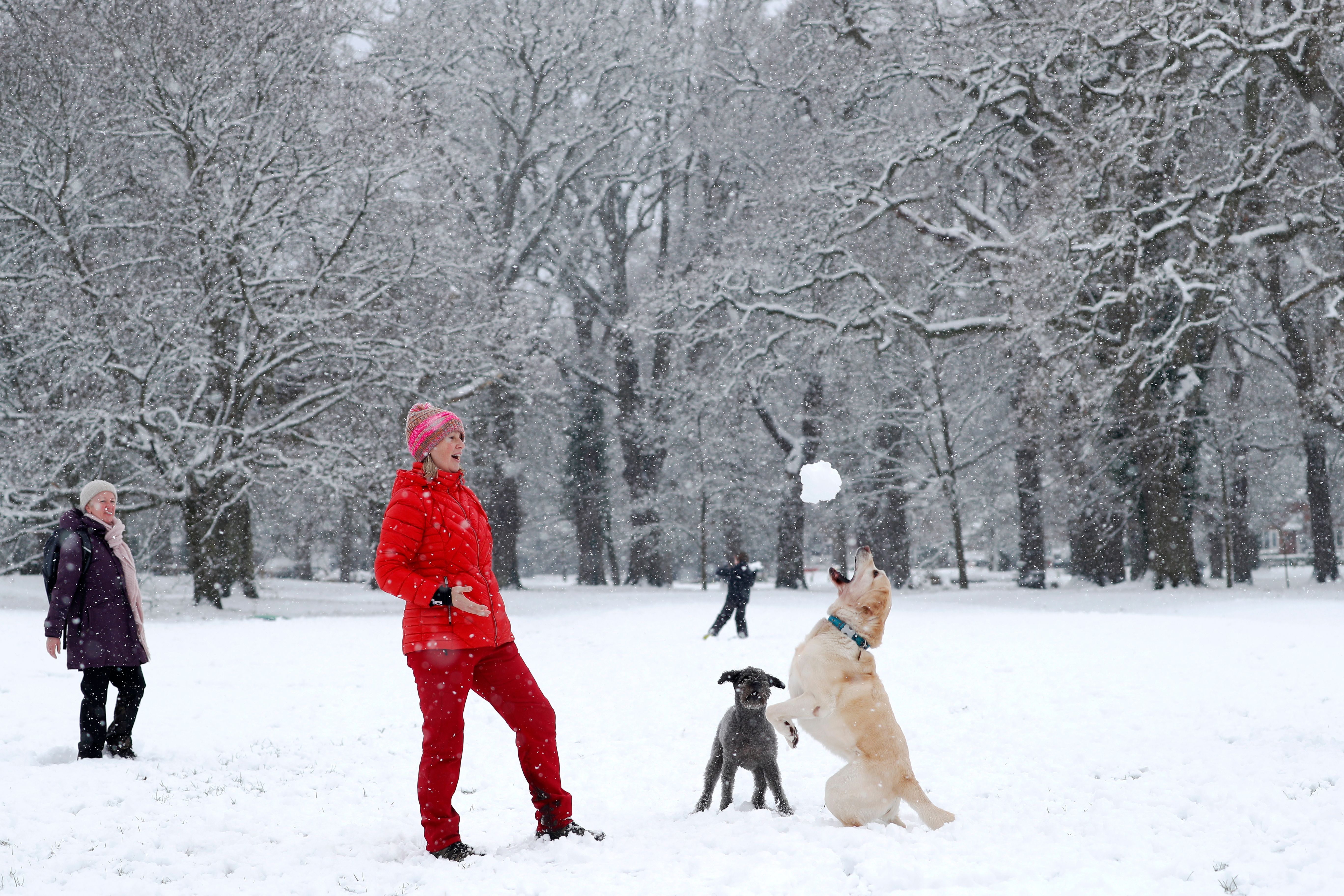 can you walk a dog in snow