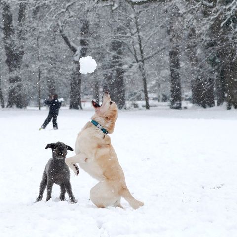 alison lawrence throws a snowball for her dog bluebell to catch on a snow covered common in hartley wintney west of london on january 24, 2021 photo by adrian dennis  afp photo by adrian dennisafp via getty images