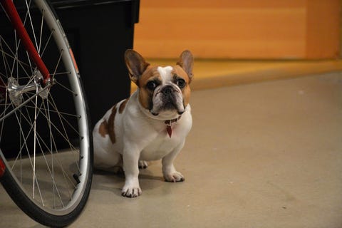 Modern Family S Dog Stella Dies After Filming Series Finale Modern Family S Dog Stella Dies After Filming Series Finale
