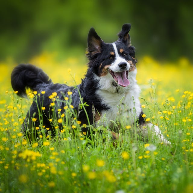 this is the smartest dog breed, according to a new study