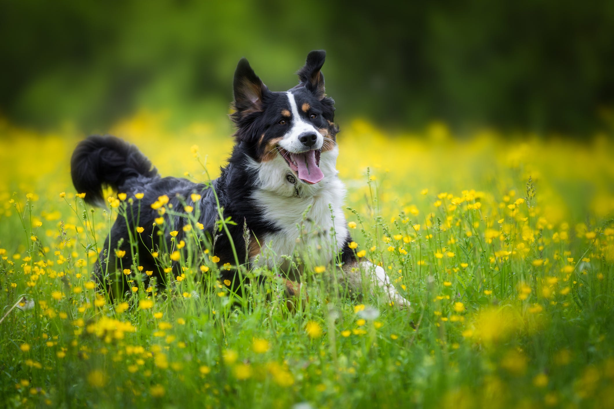 how intelligent is a collie