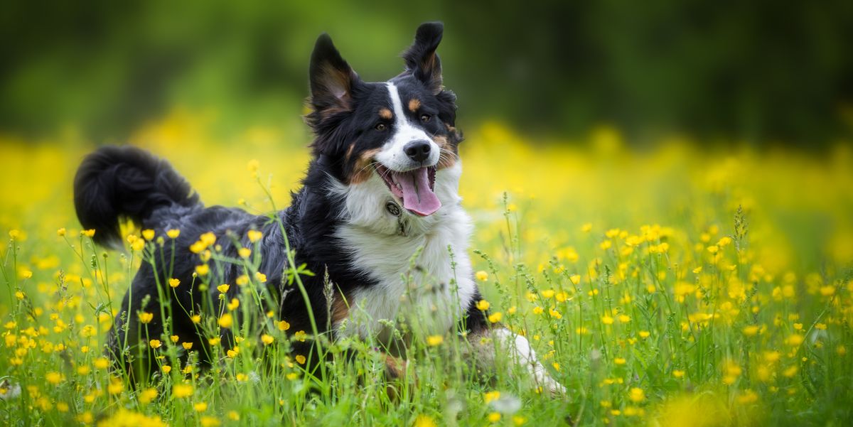 This is The Smartest Dog Breed, According to a New Study