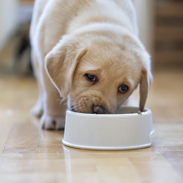 puppy eating