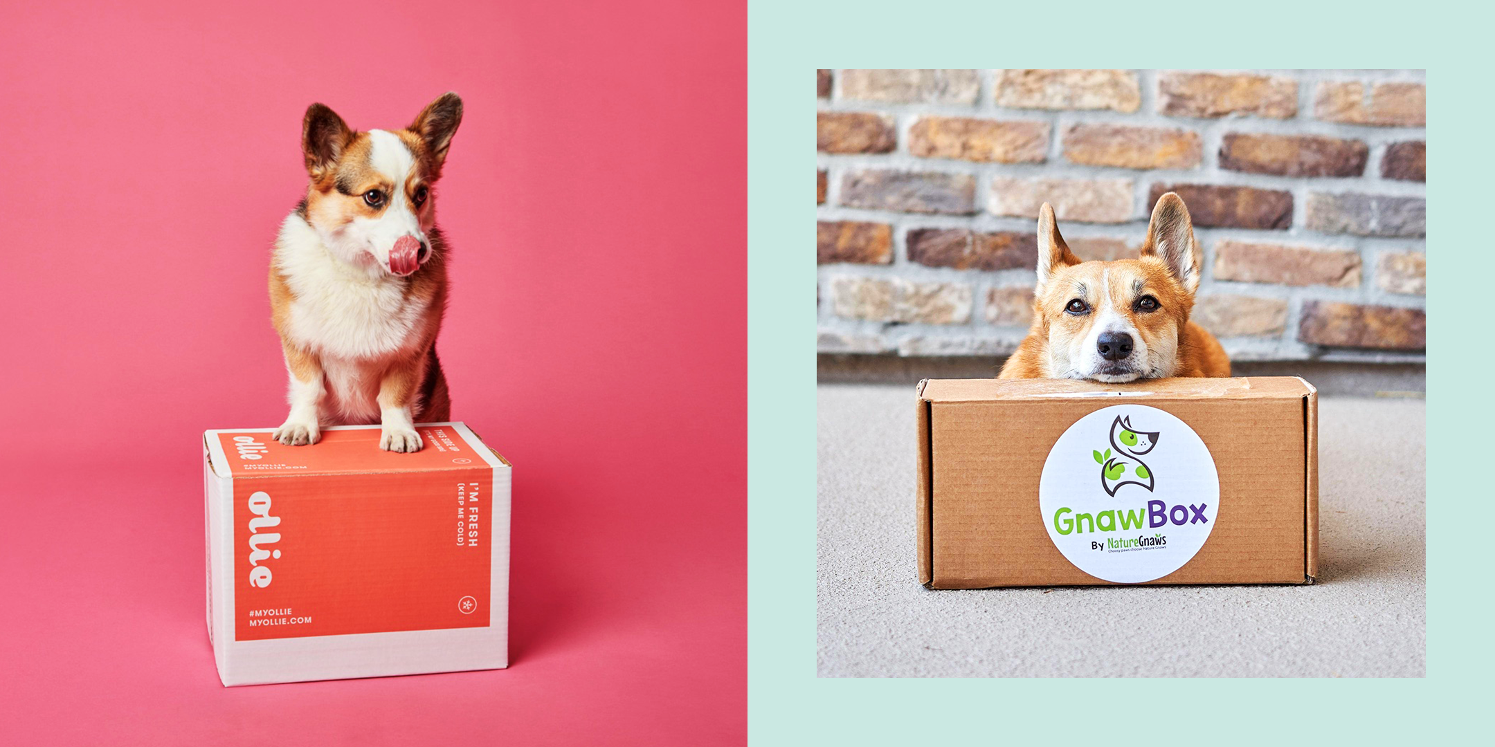 pet boxes for dogs