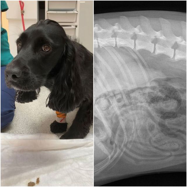 small animal hospital, university of glasgow   dog swallows face mask