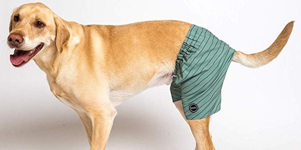 Funny Golden Retriever Dog Quick Dry Elastic Lace Boardshorts Beach Shorts Pants Swim Trunks Swimsuit with Pockets. 
