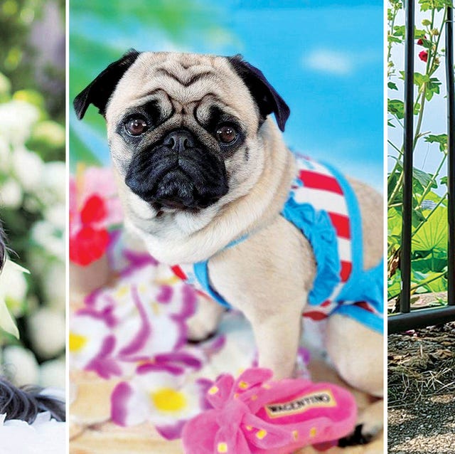 21夏 エレdog 夏を満喫フォトコンテスト ベスト25を大発表 21夏 エレdog 夏を満喫フォトコンテスト ベスト25を大発表