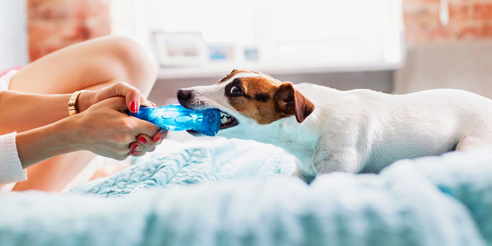 best dog toys to keep them busy