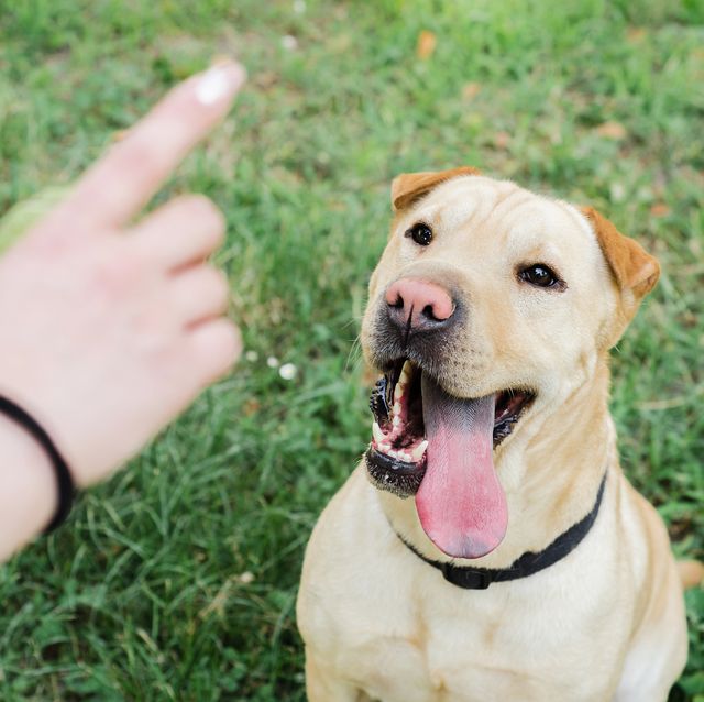 owner hand training dog