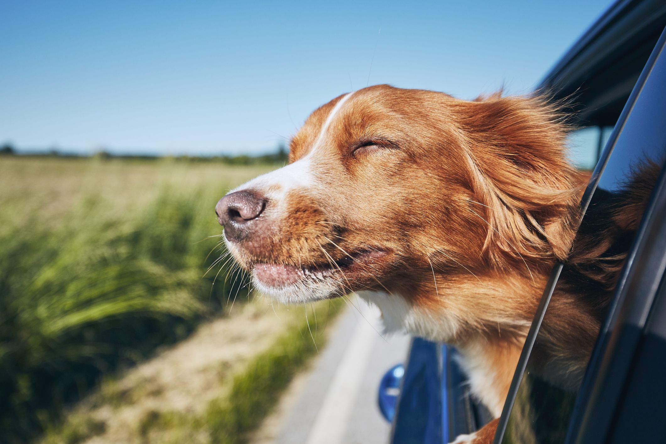 Owners Urged To Safely Secure Dogs When Driving To Avoid Fine