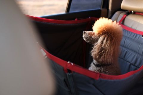 犬用ドライブボックスのおすすめ10選 選び方やクルマ酔い対策も紹介