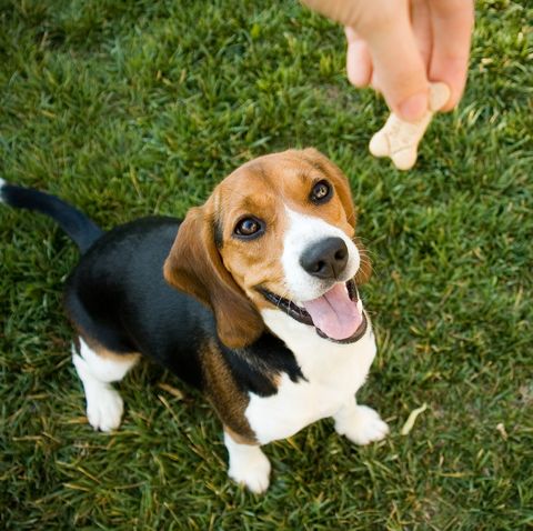Beagle with treat
