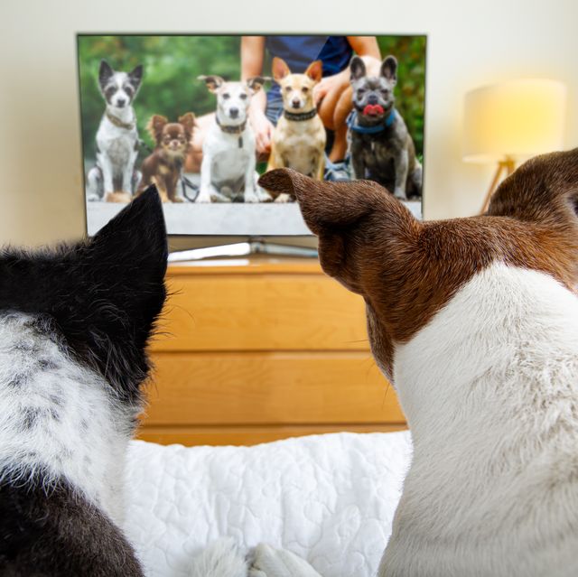new tv channel created for dogs is coming to the uk on monday