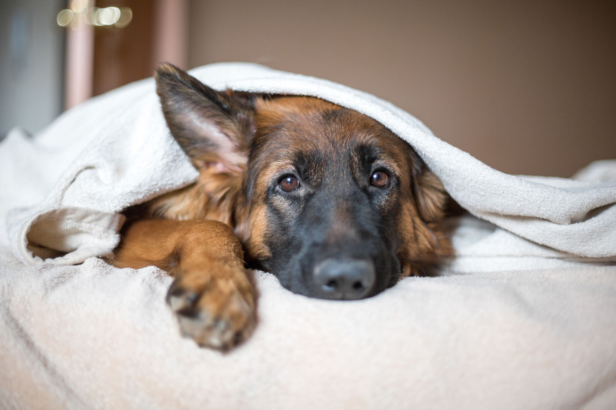 can dogs get flu type a from humans