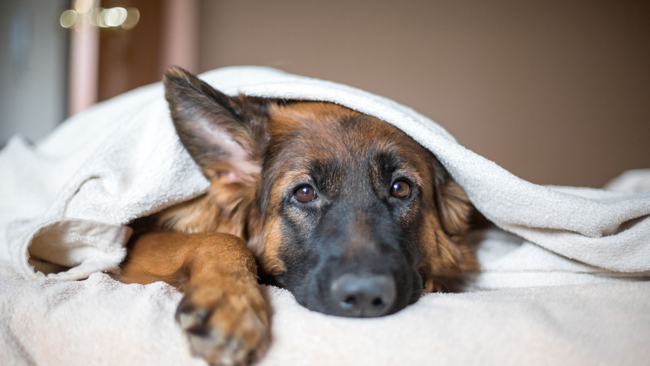can dogs pass flu to humans