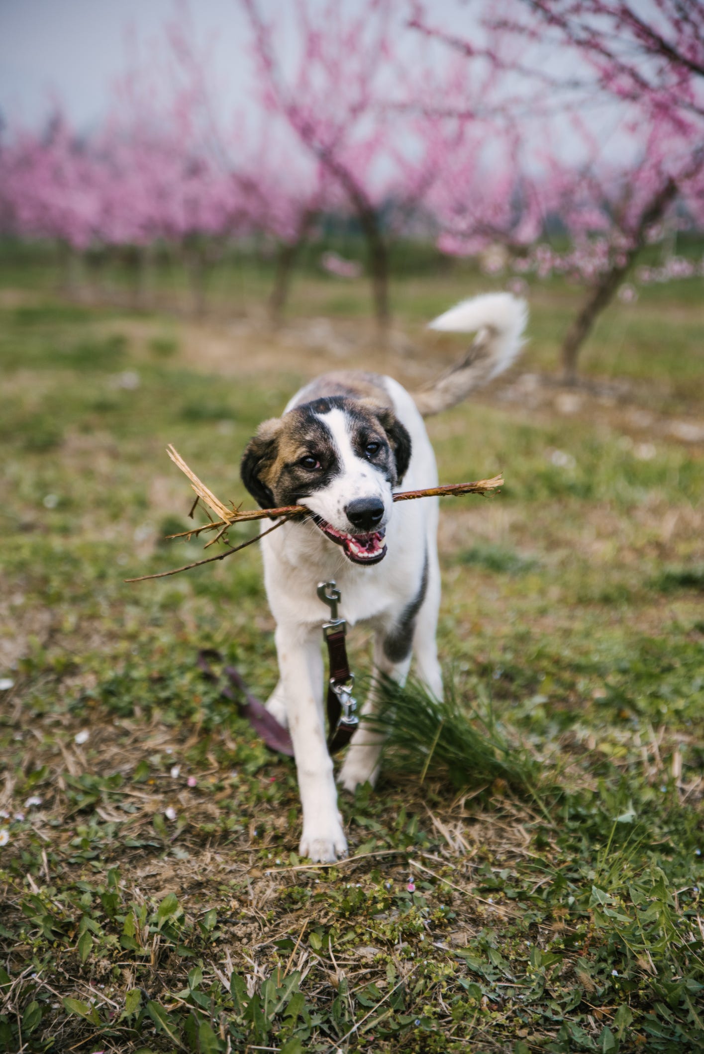 is it a myth that dogs are color blind