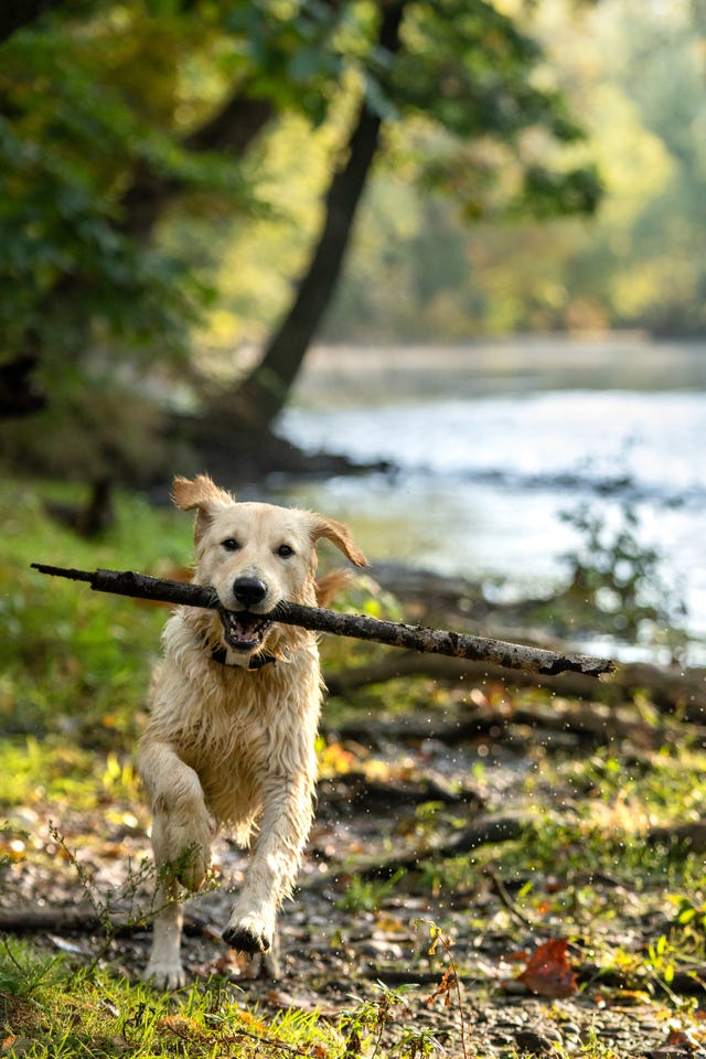 happy golden retriever fetching big stick near river   fall