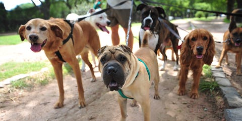 Dog walker in Buenos Aires