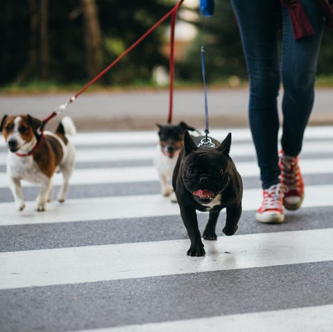 Best Summer Jobs for Teens - Dog walker Best Summer Jobs for Teens - Dog walker