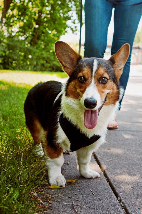 6 surprisingly lucky animals around the world, 6 Weird Lucky Charms From Around the Globe in Canada dog walking