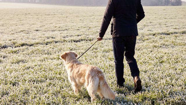 mature man walking dog in frosty landscape
