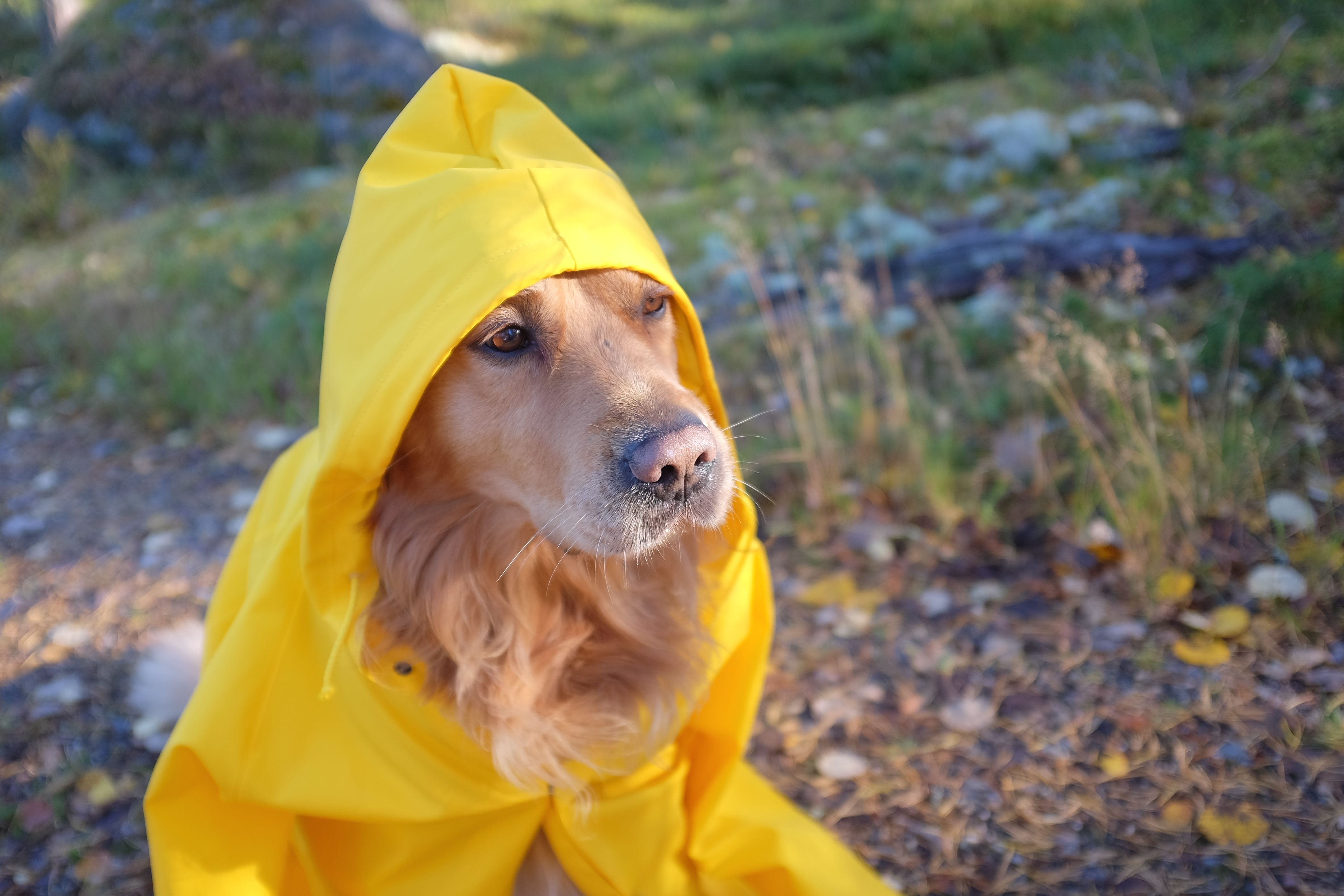 Kingko® Fashion Pet Rainy Days Slicker Yellow Raincoat Waterproof Clothes Puppy Rain Poncho Hood For S M L Huge Dogs Cats 2XL, Yellow
