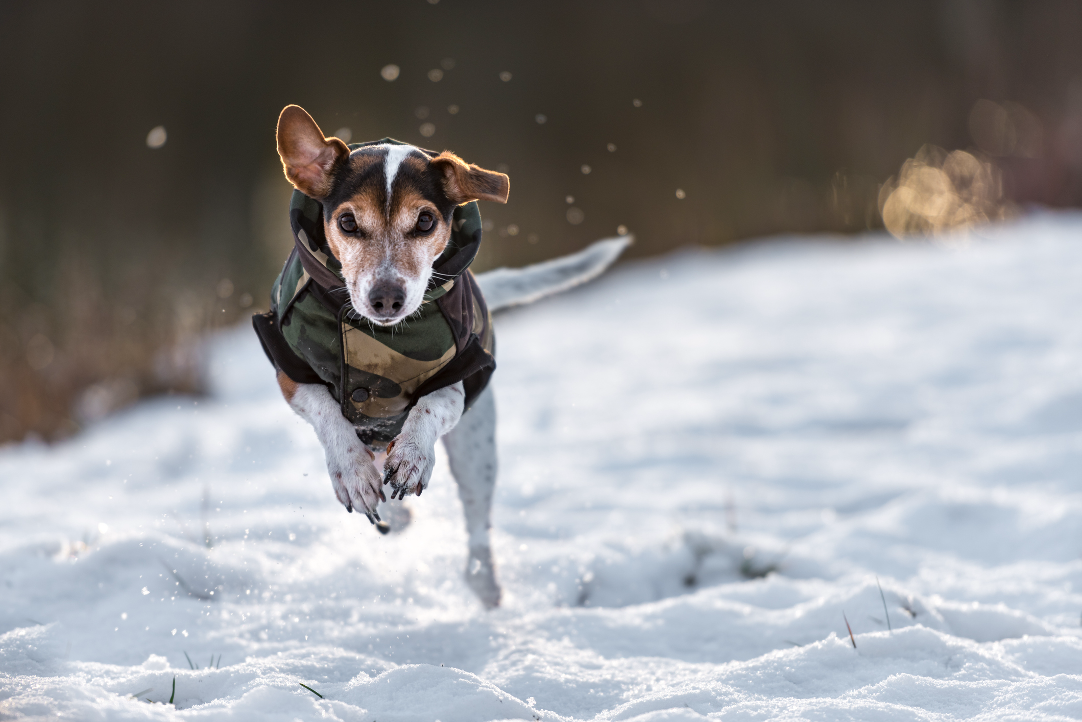 warm winter coat for small dogs