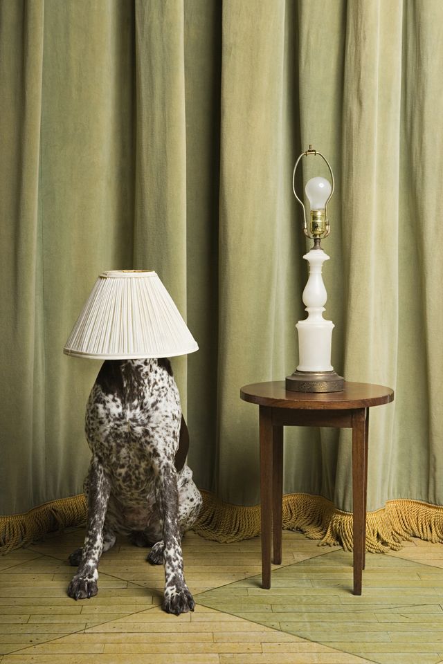 dog with a lampshade on its head