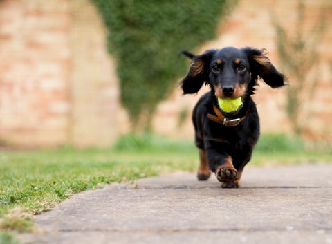dog with ball