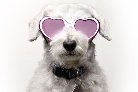 Dog with Rose Colored Glasses