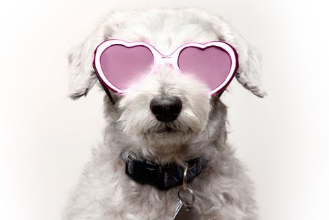 Dog with Rose Colored Glasses Dog with Rose Colored Glasses